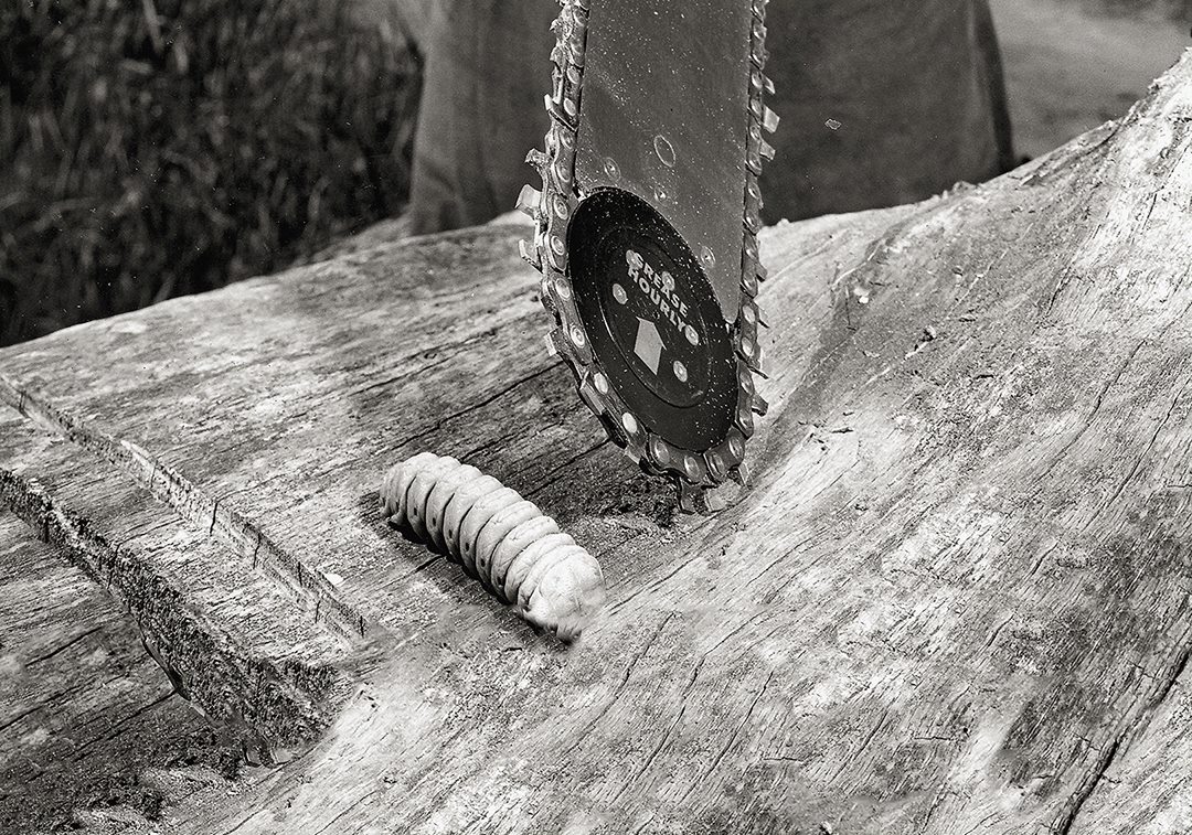 chainsaw_chain_with_timber_beetle_grub